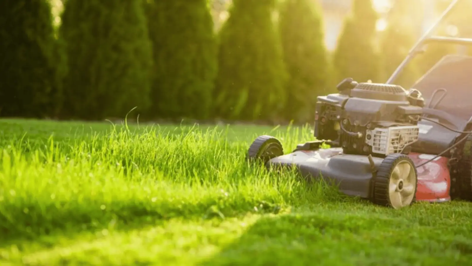 MDA Services — lawn care in Catherine Field